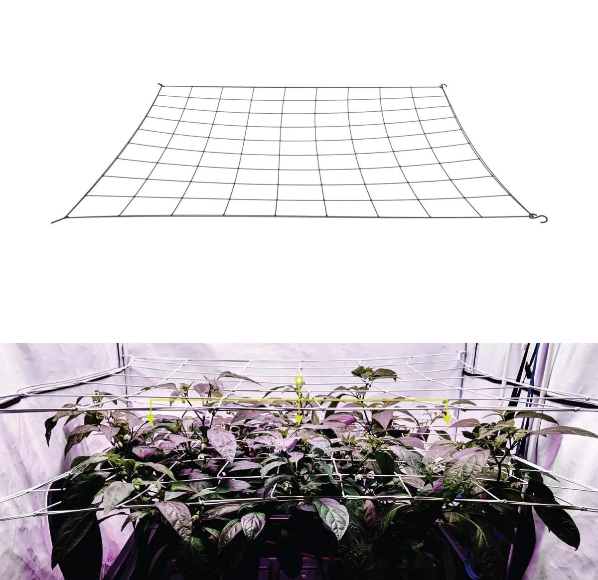 Red de enrejado de malla de 4 pulgadas para tiendas de cultivo, soporte para plantas, red elástica para rascar/LST/HST con ganchos, Kit de caja de cultivo, entrenamiento de bajo estrés